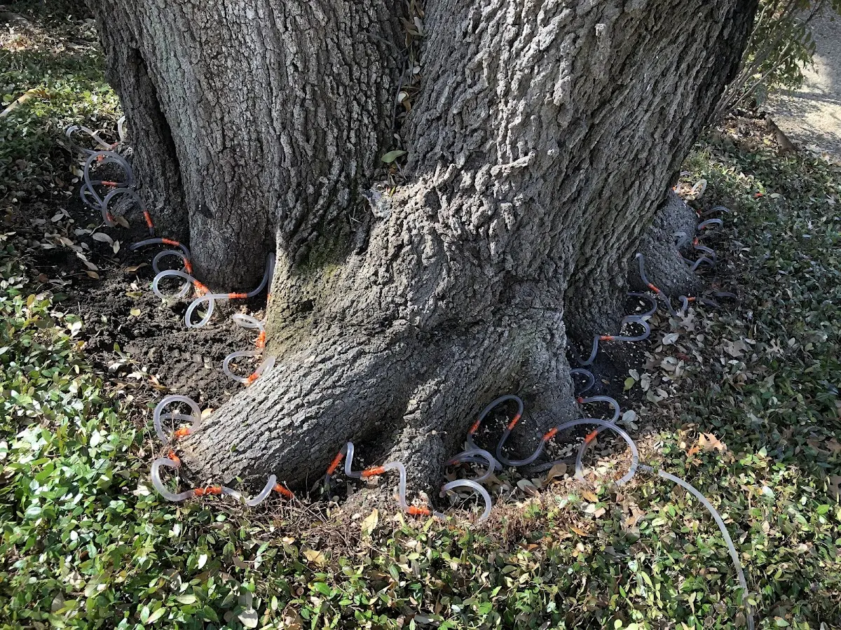Detailed Tree Cabling and Bracing job site in Amherst