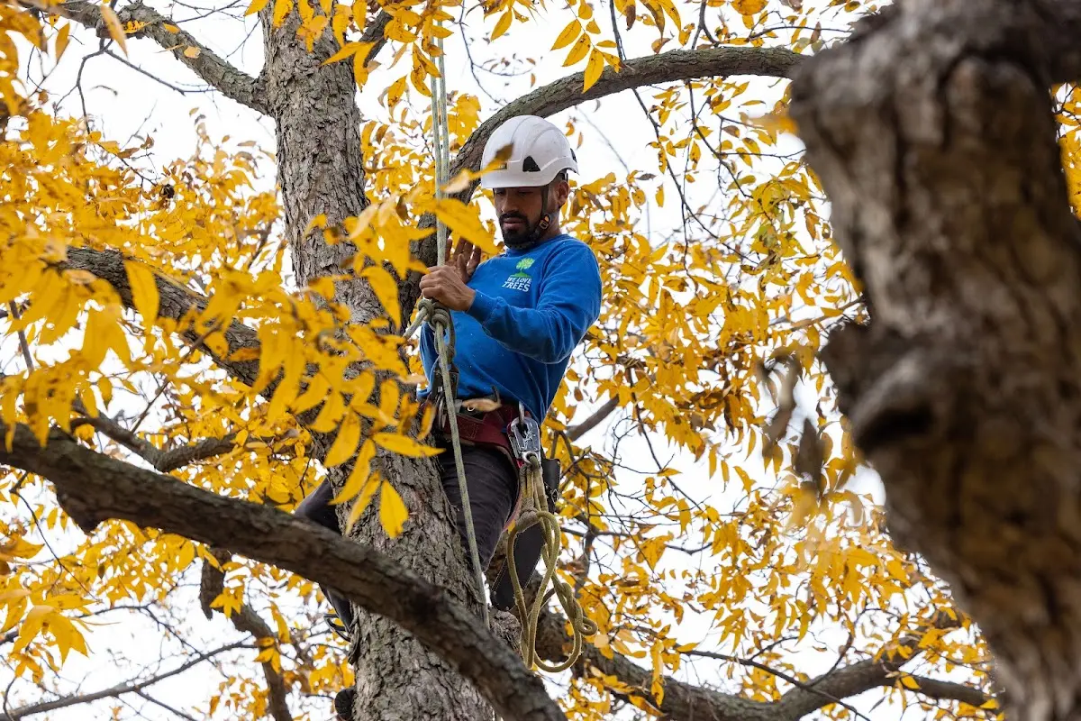 Skilled Tree Planting crew working in Amherst